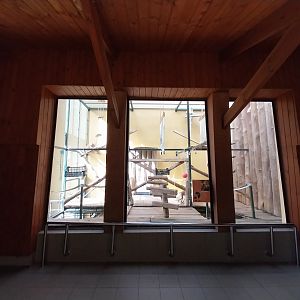 Primates - Patas Monkey (Erythrocebus patas)