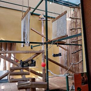 Primates - Patas Monkey (Erythrocebus patas)