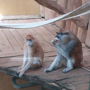 Primates - Patas Monkey (Erythrocebus patas)