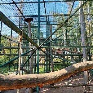 Primates - Patas Monkey (Erythrocebus patas)