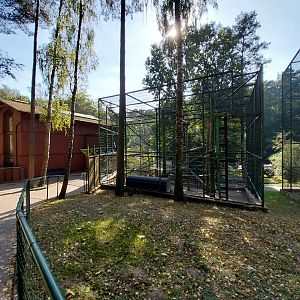 Primates - Patas Monkey (Erythrocebus patas)