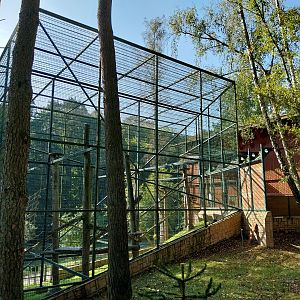 Primates - Black-and-gold Howler Monkey (Alouatta caraya)