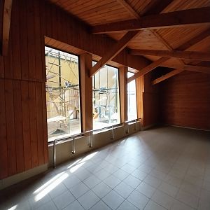 Primates - Black-and-gold Howler Monkey (Alouatta caraya)