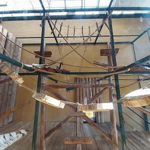 Primates - Black-and-gold Howler Monkey (Alouatta caraya)