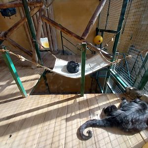 Primates - Black-and-gold Howler Monkey (Alouatta caraya)