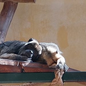Primates - Black-and-gold Howler Monkey (Alouatta caraya)