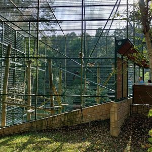 Primates - Black-and-gold Howler Monkey (Alouatta caraya)