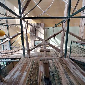 Primates - Javan Lutung (Trachypithecus auratus)