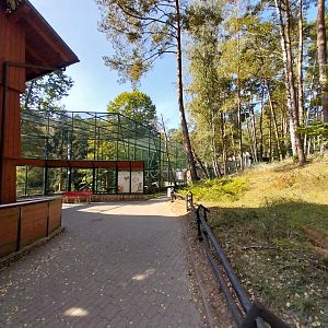 Primates - Javan Lutung (Trachypithecus auratus)