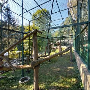 Primates - Javan Lutung (Trachypithecus auratus)