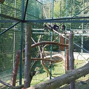 Primates - Javan Lutung (Trachypithecus auratus)