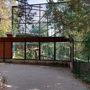 Primates - Javan Lutung (Trachypithecus auratus)