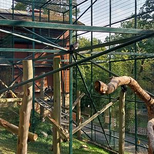 Primates - Javan Lutung (Trachypithecus auratus)