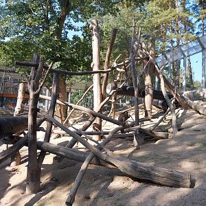 Primates - Mandrill (Mandrillus sphinx)