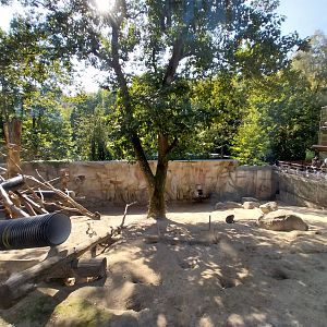 Primates - Mandrill (Mandrillus sphinx)