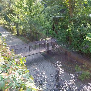 Primates - Mandrill (Mandrillus sphinx)