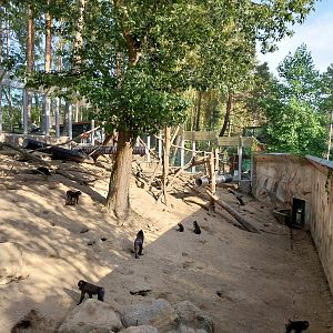 Primates - Mandrill (Mandrillus sphinx)