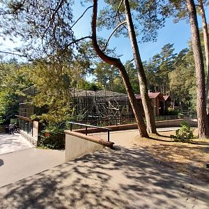 Primates - Orangutan (Pongo pygmaeus)