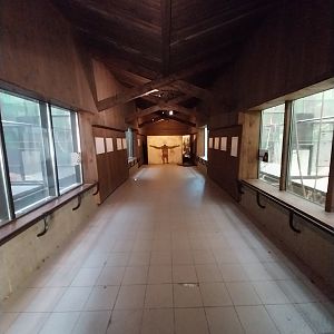 Primates - Ape House - Orangutan (Pongo pygmaeus) (left) and (Western) Common Chimpanzee (Pan troglodytes / verus)