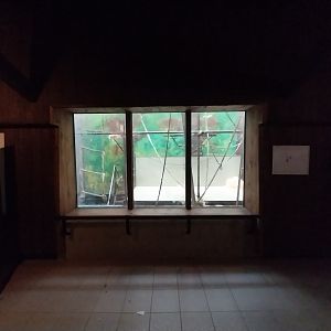 Primates - Orangutan (Pongo pygmaeus)