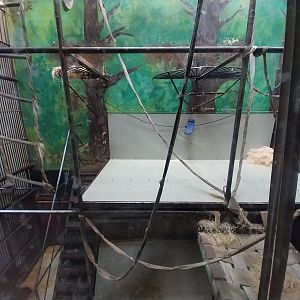 Primates - Orangutan (Pongo pygmaeus)