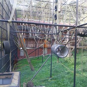 Primates - Orangutan (Pongo pygmaeus)