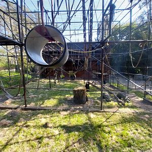 Primates - Common and Western Common Chimpanzee (Pan troglodytes / verus)