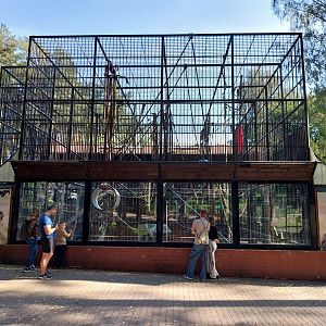 Primates - Common and Western Common Chimpanzee (Pan troglodytes / verus)