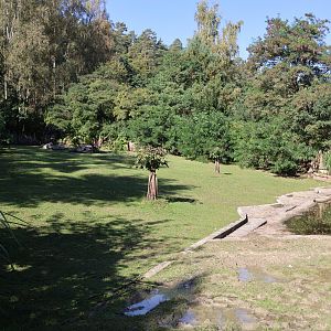 Pygmy Hipp (Choeropsis liberiensis liberiensis)