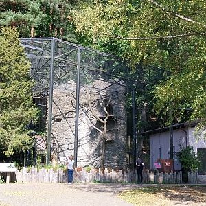 Birds of Prey - Andean Condor (Vultur gryphus)