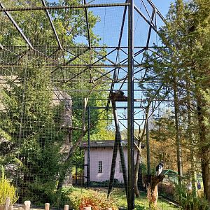 Birds of Prey - Andean Condor (Vultur gryphus)