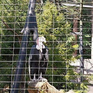 Birds of Prey - Andean Condor (Vultur gryphus)
