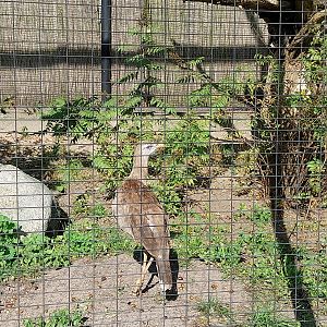 Birds of Prey - Red-legged Seriema (Caraima cristata)
