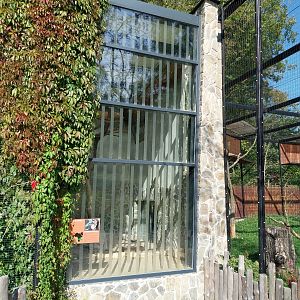 Birds of Prey - Southern Ground Horbill (Bucorvus leadbeateri)