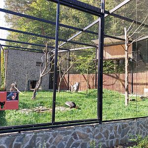Birds of Prey - Southern Ground Horbill (Bucorvus leadbeateri)