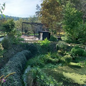 Birds of Prey - Southern Ground Horbill (Bucorvus leadbeateri) and cafeteria