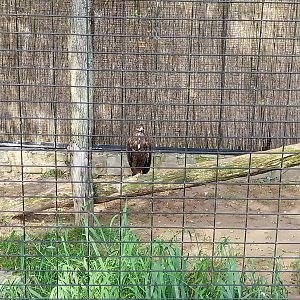 Birds of Prey - Mongolian Tawny Eagle (Aquila nipalensis)