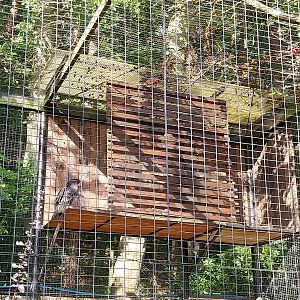 Birds of Prey - Turkey Vulture (Cathartes aura)