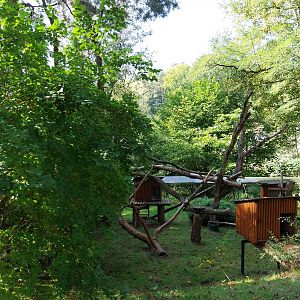 Nepalese Red Panda (Ailurus fulgens)
