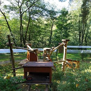 Nepalese Red Panda (Ailurus fulgens)