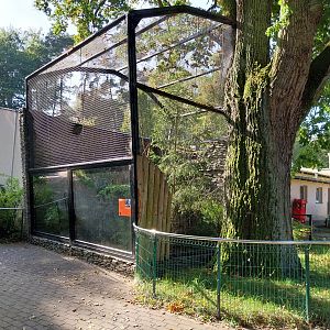 Sumatran Prevost's Squirrel (Callosciurus prevostii rafflesi)