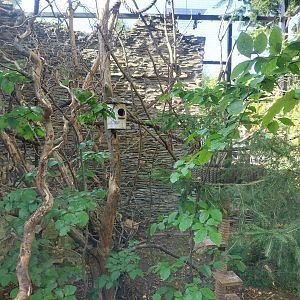 Sumatran Prevost's Squirrel (Callosciurus prevostii rafflesi)