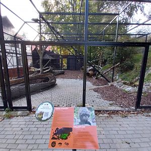 Siberian Pallas' Cat (Otocolobus manul manul)