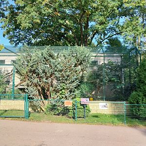Binturong (Arctictis binturong)