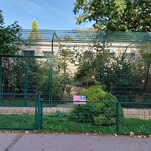 Serval (Leptailurus serval)