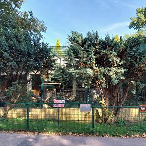 Persian Leopard (Panthera pardus tulliana)