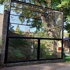 Sumatran Prevost's Squirrel (Callosciurus prevostii rafflesi)