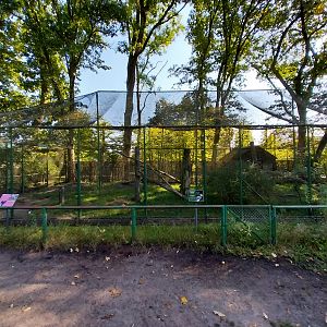 Eastern Grey Crowned Crane (Balearica regulorum gibbericeps)