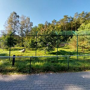 South African Cheetah (Acinonyx jubatus jubatus)