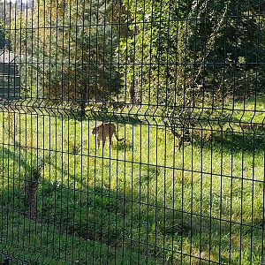 South African Cheetah (Acinonyx jubatus jubatus)